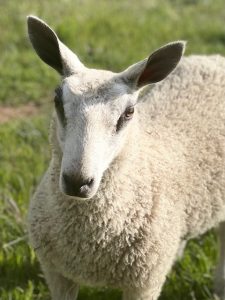 Sheep Breed Profile: Bluefaced Leicester - Countryside